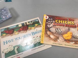 Great Books about birds and Chicks
