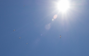 American White Pelicans soaring toward the sun