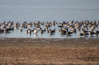 Snow Goose Among the Canada and Cackling Geese