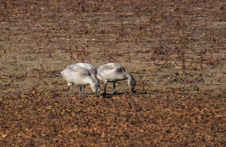 Immature Snow Geese