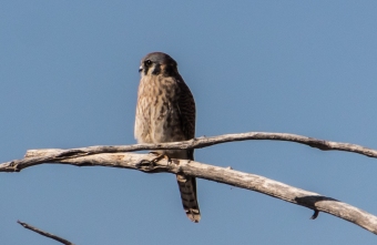 American Kestrel Puffed up Against the Cold