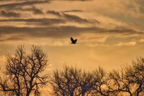 Bald Eagle Flying at Sunset